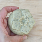 Jabón Natural de Glicerina con Albahaca para Piel Mixta
